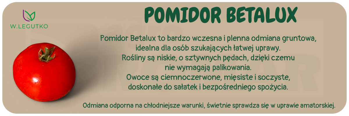 Nasiona pomidora Betalux 1g, W. Legutko – bardzo wczesna odmiana o smacznych owocach